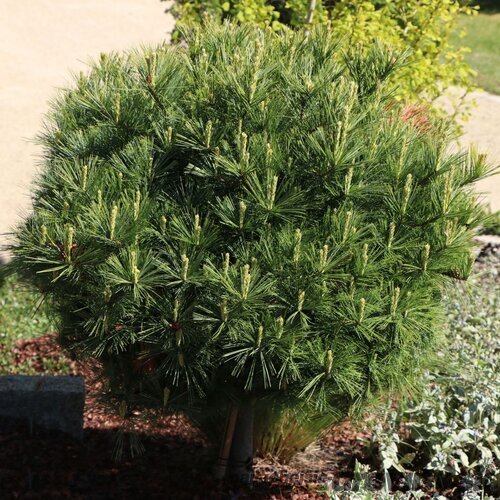 Borovica hladká Minima, výška 20/30 cm, v črepníku 3l Pinus strobus Minima