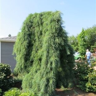 Borovica hladká Pendula, výška 20/30 cm, v črepníku 3l Pinus strobus Pendula