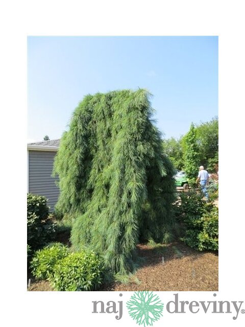 Borovica hladká Pendula, výška 20/30 cm, v črepníku 3l Pinus strobus Pendula