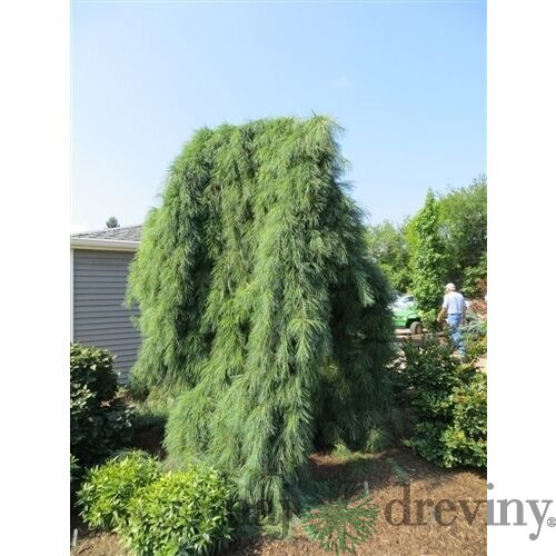 Borovica hladká Pendula, výška 20/30 cm, v črepníku 3l Pinus strobus Pendula