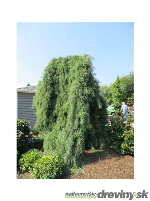 Borovica hladká Pendula, výška 20/30 cm, v črepníku 3l Pinus strobus Pendula