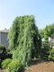 Borovica hladká Pendula, výška 20/30 cm, v črepníku 3l Pinus strobus Pendula