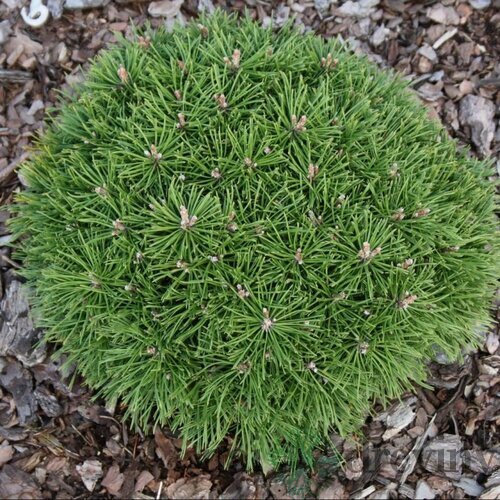 Borovica horská Benjamin (luxusná kosodrevina) 20/30 cm, v črepníku Pinus Mugo Benjamin