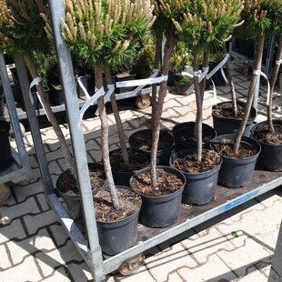 Borovica horská Benjamin na kmienku 50/60 cm, v črepníku Pinus mugo Benjamin