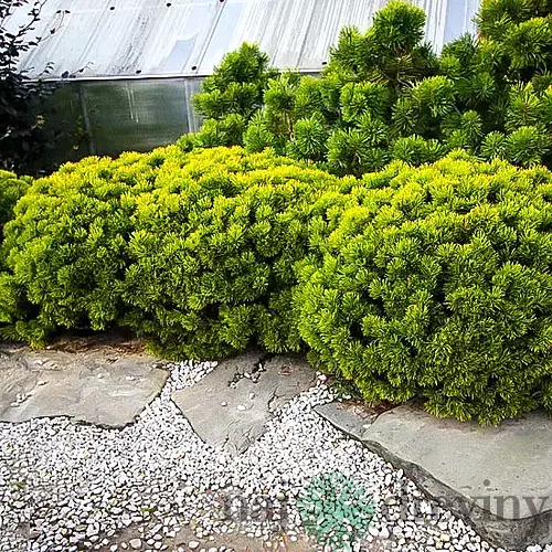 Borovica horská Carsten, 15/20 cm, v črepníku Pinus mugo Carsten