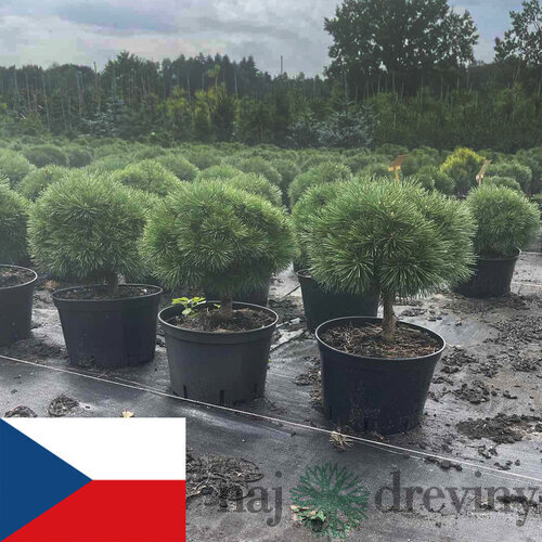 Borovica horská Hnízdo na kmienku 40/50 cm, v črepníku Pinus mugo Hnizdo