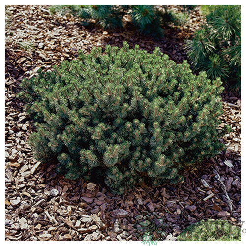 Borovica horská Humpy, výška 35/45 cm, v črepníku 7.5l Pinus mugo Humpy