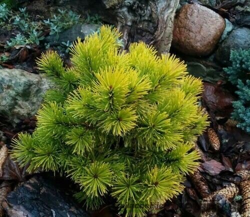 Borovica horská Jalubi 20/30 cm, v črepníku 3l Pinus mugo ‘Jalubi‘