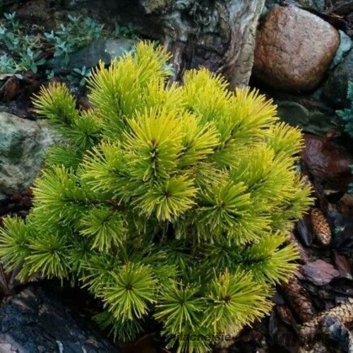 Borovica horská Jalubi 20/30 cm, v črepníku 3l Pinus mugo ‘Jalubi‘