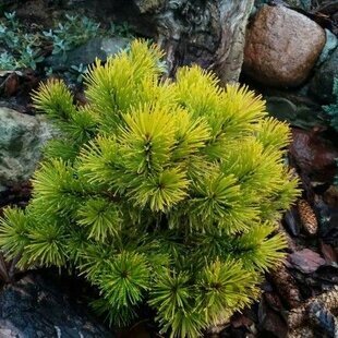 Borovica horská Jalubi 20/30 cm, v črepníku 3l Pinus mugo ‘Jalubi‘