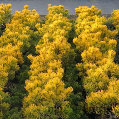Borovica horská Jalubi 20/30 cm, v črepníku 3l Pinus mugo ‘Jalubi‘