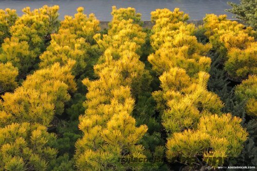 Borovica horská Jalubi 20/30 cm, v črepníku 3l Pinus mugo ‘Jalubi‘