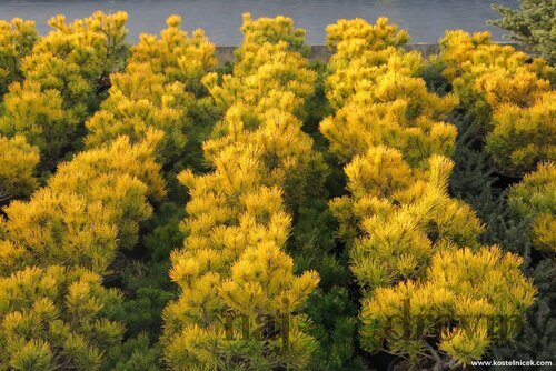 Borovica horská Jalubi 20/30 cm, v črepníku 3l Pinus mugo ‘Jalubi‘