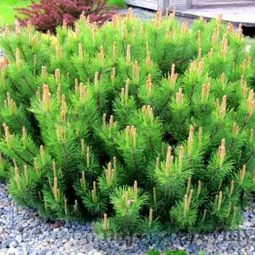 Borovica horská Laurin, 15/20 cm, v črepníku Pinus mugo Laurin