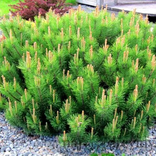 Borovica horská Laurin, 15/20 cm, v črepníku Pinus mugo Laurin