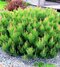 Borovica horská Laurin, 15/20 cm, v črepníku Pinus mugo Laurin