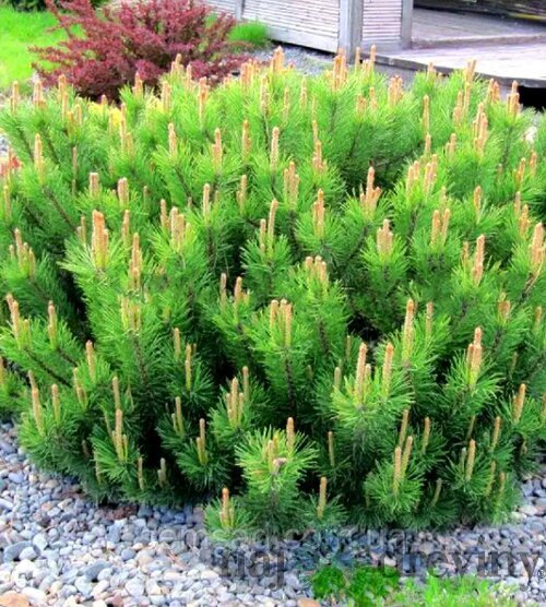 Borovica horská Laurin, 15/20 cm, v črepníku Pinus mugo Laurin