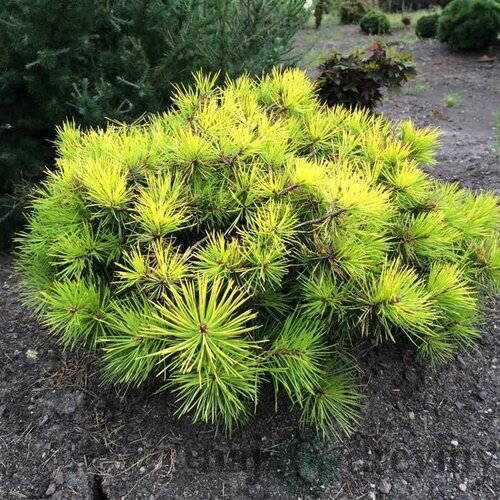 Borovica horská Little Goldstar na kmienku 60cm, celková výška 100/120cm, v črepníku Pinus mugo Little Goldstar