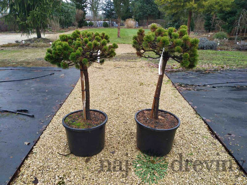 Borovica horská Milek na kmienku 60/70 cm, obvod 12/14 cm, šírka korunky 40 cm, v kvetináči 50l Pinus mugo Milek