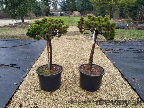 Borovica horská Milek na kmienku 60/70 cm, obvod 12/14 cm, šírka korunky 40 cm, v kvetináči 50l Pinus mugo Milek