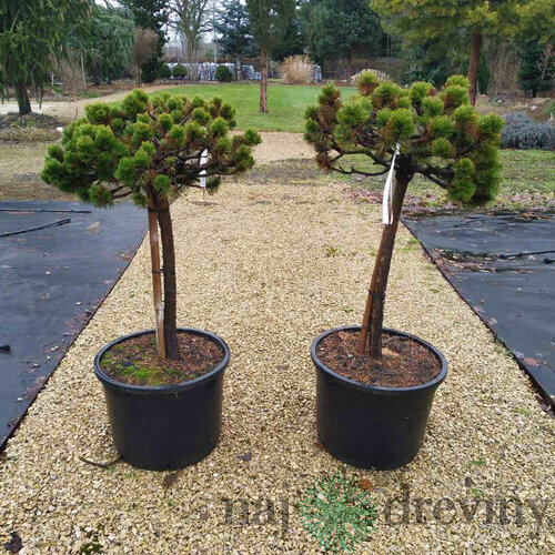 Borovica horská Milek na kmienku 60/70 cm, obvod 12/14 cm, šírka korunky 40 cm, v kvetináči 50l Pinus mugo Milek