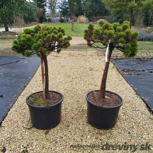 Borovica horská Milek na kmienku 60/70 cm, obvod 12/14 cm, šírka korunky 40 cm, v kvetináči 50l Pinus mugo Milek