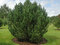 Borovica horská MUGHUS 30/40 cm, v kvetináči 5l Pinus mugo