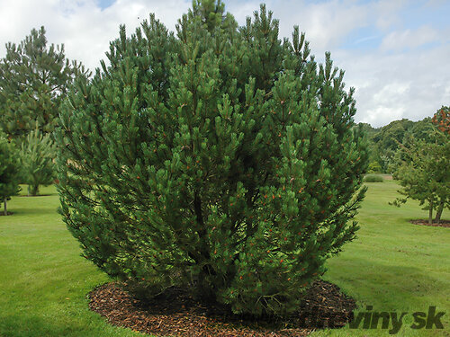 Borovica horská MUGHUS 30/40 cm, v kvetináči 5l Pinus mugo