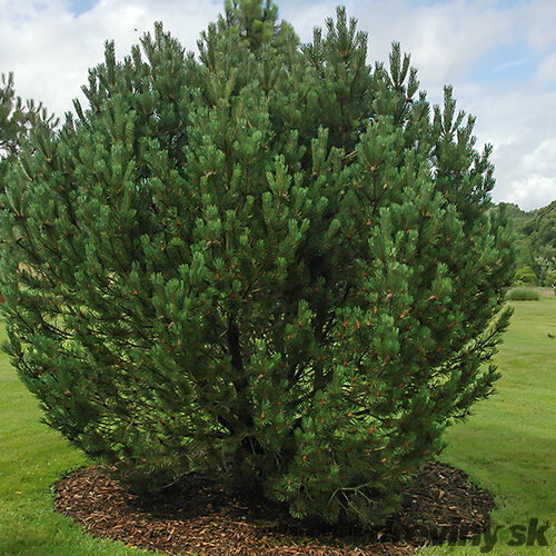 Borovica horská MUGHUS 30/40 cm, v kvetináči 5l Pinus mugo