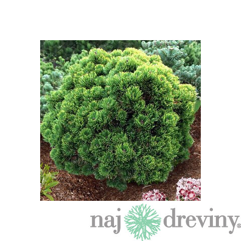 Borovica horská mugo 15/25 cm, v črepníku 2/3l Pinus mugo