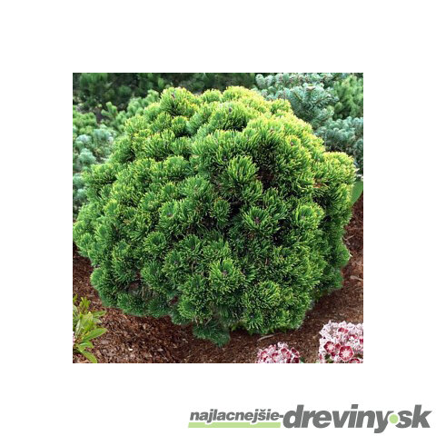 Borovica horská mugo 15/25 cm, v črepníku 2/3l Pinus mugo