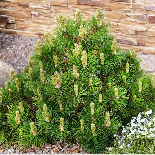 Borovica horská Mugo (kosodrevina) 30/40 cm, v črepníku Pinus Mugo