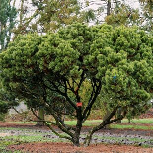 Borovica horská mugo-kosodrevina, výška 20/25 cm, v črepníku Pinus Mugo