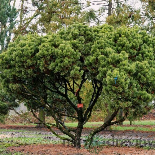 Borovica horská mugo-kosodrevina, výška 20/25 cm, v črepníku Pinus Mugo