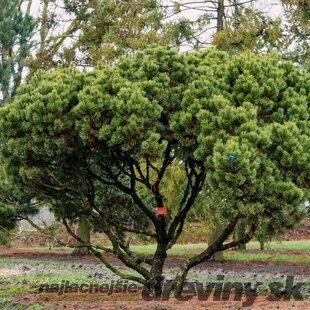 Borovica horská mugo-kosodrevina, výška 25/35 cm, v črepníku 5l Pinus Mugo