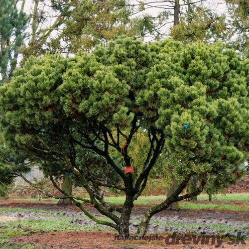 Borovica horská mugo-kosodrevina, výška 25/35 cm, v črepníku 5l Pinus Mugo