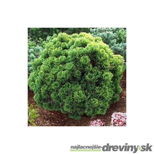 Borovica horská mugo - kosodrevina, výška 40/50 cm, v črepníku Pinus mugo