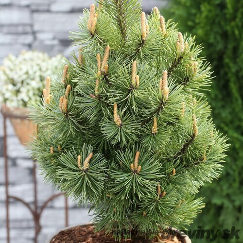 Borovica horská Mumpitz, výška 40/60 cm, v črepníku 15l Pinus mugo Mumpitz