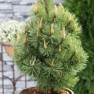 Borovica horská Mumpitz, výška 40/60 cm, v črepníku 15l Pinus mugo Mumpitz