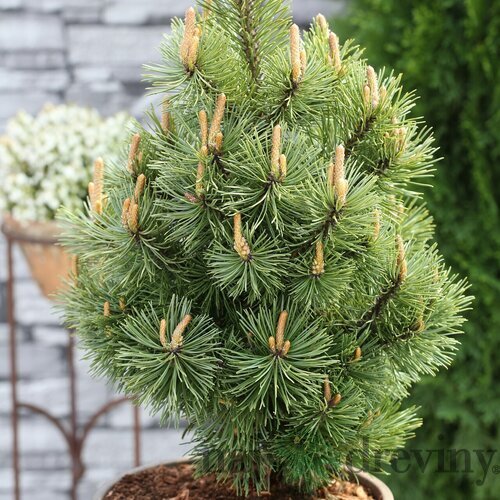 Borovica horská Mumpitz, výška 40/60 cm, v črepníku 15l Pinus mugo Mumpitz