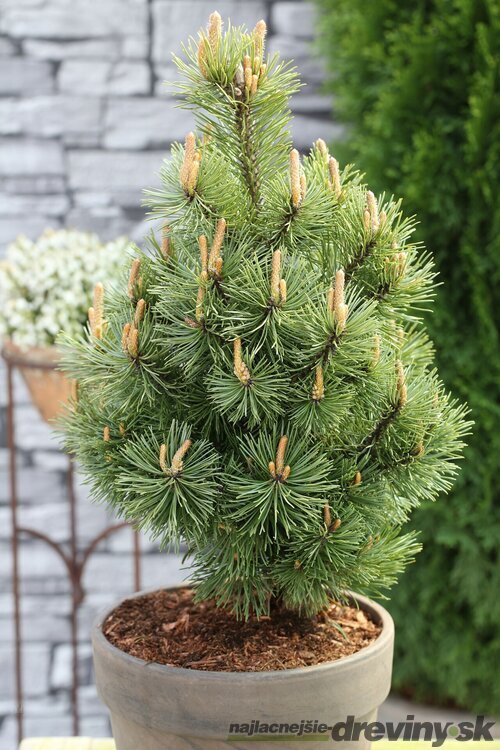 Borovica horská Mumpitz, výška 40/60 cm, v črepníku 15l Pinus mugo Mumpitz