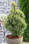 Borovica horská Mumpitz, výška 40/60 cm, v črepníku 15l Pinus mugo Mumpitz