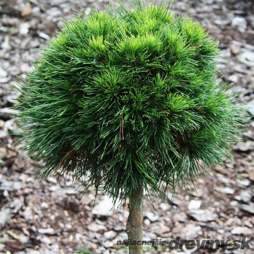 Borovica horská Nerost na kmienku 60/70 cm, v črepníku Pinus mugo Nerost