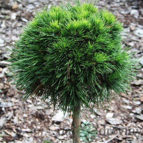 Borovica horská Nerost na kmienku 60/70 cm, v črepníku Pinus mugo Nerost