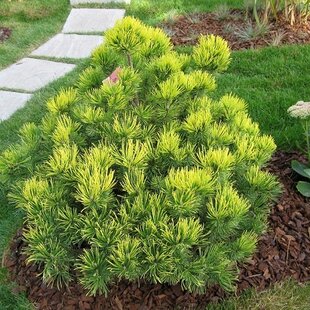 Borovica horská Ophir, výška 10/20 cm, v črepníku 3l Pinus mugo Ophir