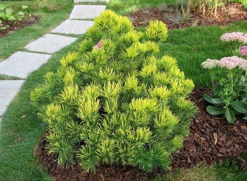 Borovica horská Ophir, výška 10/20 cm, v črepníku 3l Pinus mugo Ophir