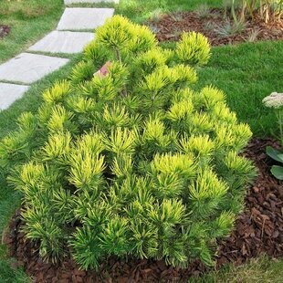 Borovica horská Ophir, výška 10/20 cm, v črepníku 3l Pinus mugo Ophir