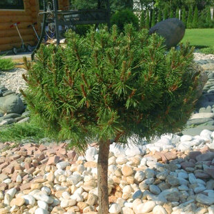Borovica horská Paradekissen na kmienku 120 cm, korunka 20/30 cm, v črepníku Pinus mugo Paradekissen