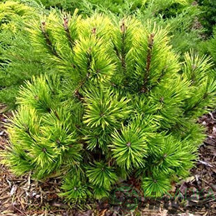 Borovica horská Thomas 15/20 cm, v črepníku Pinus Mugo Thomas
