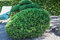 Borovica horská Typ Tirol, výška 35/45 cm, v črepníku 7.5 l Pinus mugo ariegate pumilio typ Tirol